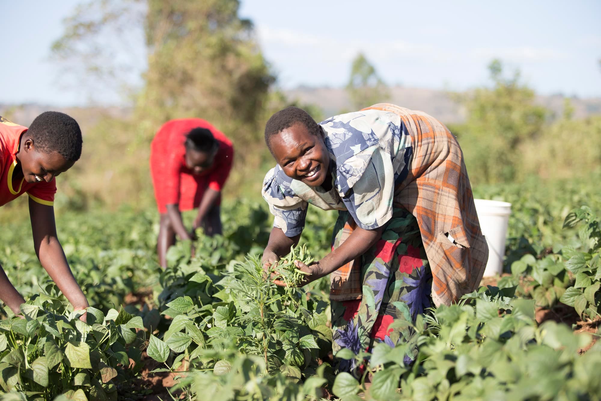 Agricultural Development